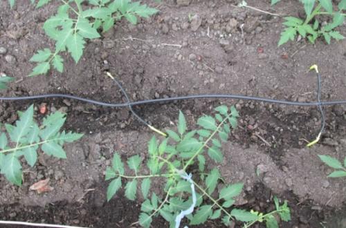 Капельный полив помидор своими руками. Капельный полив помидоров