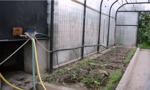 Капельный полив помидор своими руками. Капельный полив помидоров