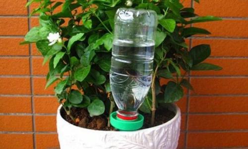 Капельный полив своими руками для комнатных растений. Для комнатных растений