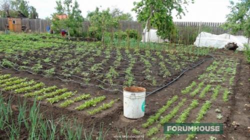 Капельный полив своими руками из пластиковых труб. Капельный полив: капельницы, спринклеры, микроразбрызгиватели