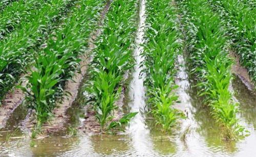 Как самому сделать систему полива огорода.  Поверхностная или самотечная система полива