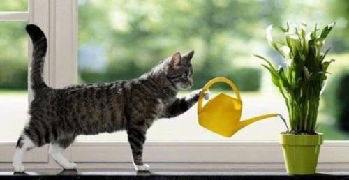 Виды полива комнатных растений. Как нужно поливать комнатные растения и цветы? Способы полива