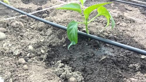 Система капельного полива своими руками