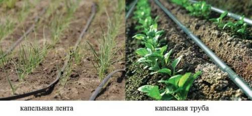 Главное о системе капельного полива. Составляющие и варианты компоновки