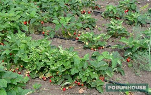 Какой производитель капельной ленты лучше. Разновидности лент капельного полива