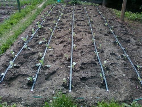 Как выбрать капельный полив: ключевые характеристики