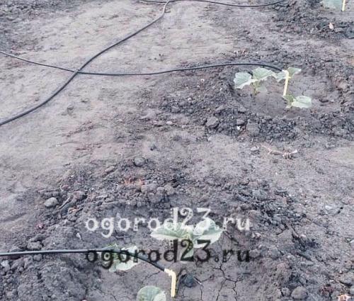 Насос для полива из бочки. Насос для капельного полива из бочки