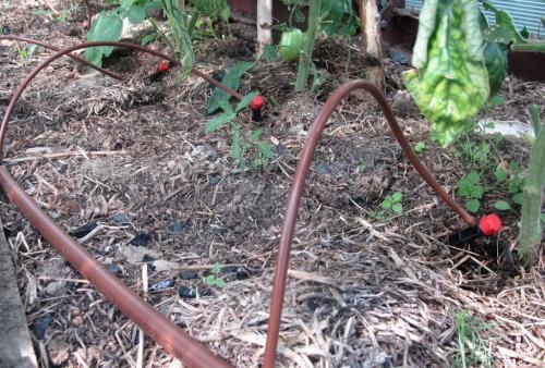 Система капельного полива своими руками. Виды капельного полива