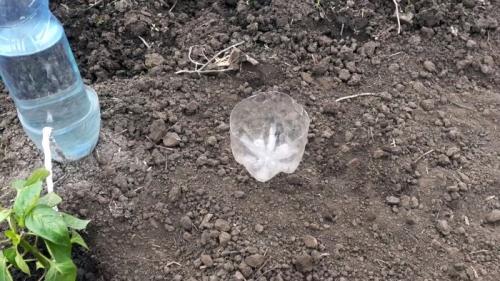 Капельный полив из бутылок. Процесс изготовления и установки капельного полива