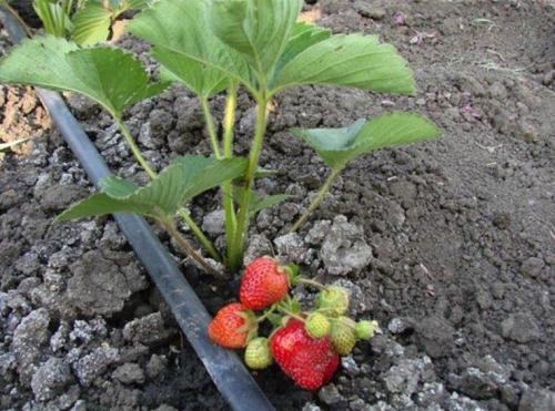Система капельного полива своими руками. Виды капельного полива