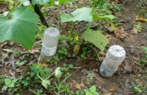 Система капельного полива своими руками. Виды капельного полива