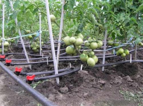 Система капельного полива своими руками. Виды капельного полива