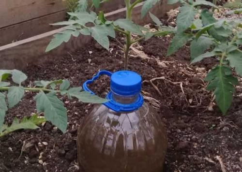 Система полива на даче своими руками из пластиковых бутылок. Капельный полив для дачи своими руками из пластиковых бутылок 07