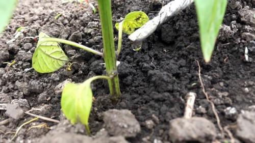 Капельный полив из бутылки с поролоном. Процесс изготовления и установки капельного полива