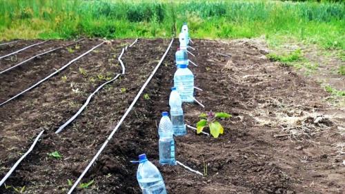Капельный полив из бутылки с поролоном. Процесс изготовления и установки капельного полива