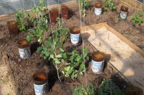 Капельный полив из бутылок для клубники. Плюсы и минусы полива с помощью бутылок