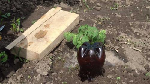 Капельный полив из бутылок для клубники. Плюсы и минусы полива с помощью бутылок