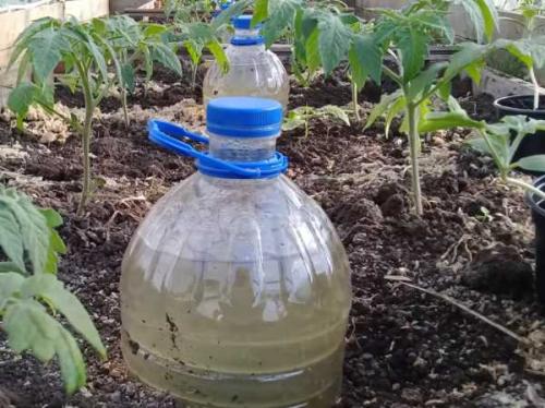 Система полива на даче своими руками из пластиковых бутылок. Капельный полив для дачи своими руками из пластиковых бутылок 08