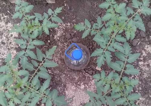 Система полива на даче своими руками из пластиковых бутылок. Капельный полив для дачи своими руками из пластиковых бутылок 06