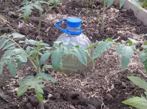 Система полива на даче своими руками из пластиковых бутылок. Капельный полив для дачи своими руками из пластиковых бутылок 04
