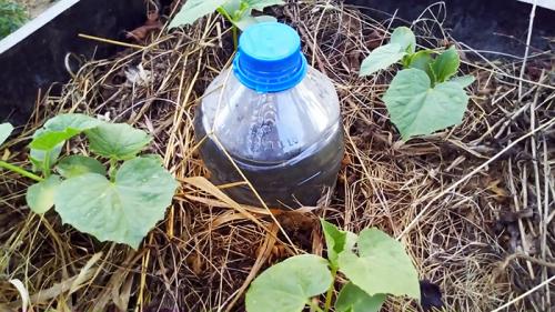 Как сделать капельный полив из бутылок. Изготовление и регулировка капельного полива