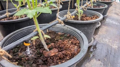 Капельный полив своими руками из бочки. Преимущества системы капельного полива в теплице