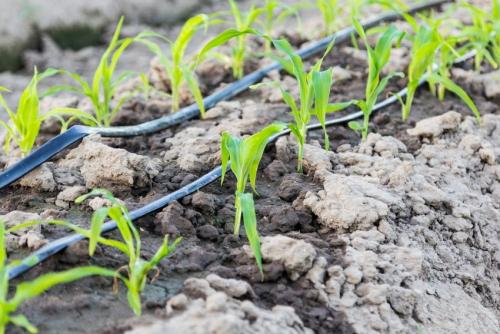 Капельный полив своими руками из бочки. Преимущества системы капельного полива в теплице