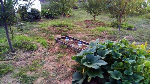 Капельный полив своими руками из бутылок. Изготовление и регулировка капельного полива