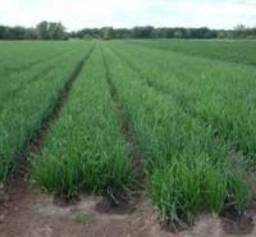 Капельное орошение израиль. Системы капельного полива. Израильские технологии.