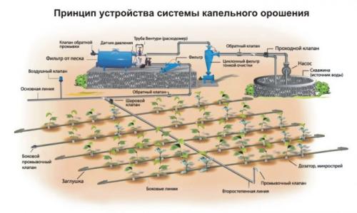 Капельный полив из бочки своими руками. Системы капельного полива для теплицы