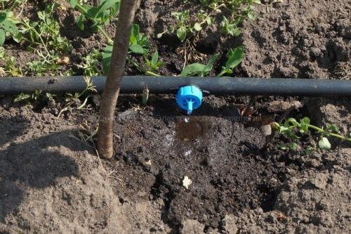 Капельный полив из бочки самотеком. Капельный полив самотёком: выбор оборудования и монтаж