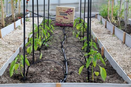 Автоматическая система полива для огорода. Капельный полив