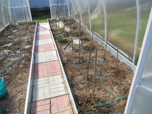 Автоматическая система полива для огорода. Капельный полив