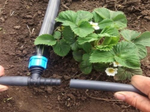 Капельная система полива на даче. Каким бывает капельный полив и как его установить? 07 Капельная система полива на даче. Каким бывает капельный полив и как его установить? 07