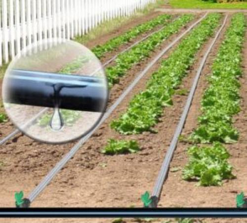 Виды капельного полива. Капельный полив. Особенности и виды капельного полива. Способ установки капельницы. Плюсы и минусы. Цена