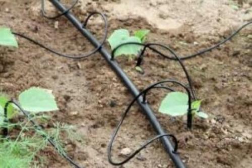 Виды капельного полива. Капельный полив. Особенности и виды капельного полива. Способ установки капельницы. Плюсы и минусы. Цена