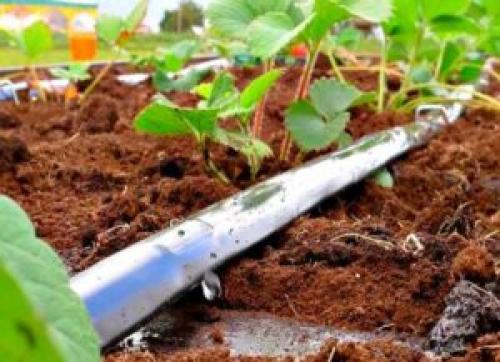 Виды капельного полива. Капельный полив. Особенности и виды капельного полива. Способ установки капельницы. Плюсы и минусы. Цена