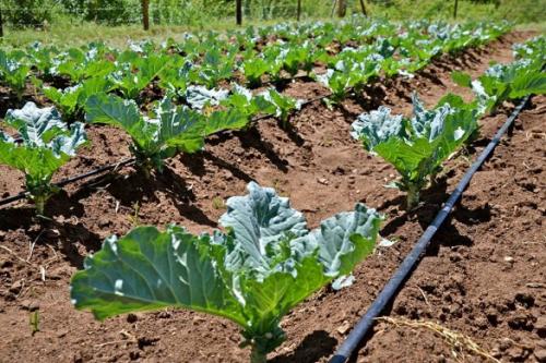 Капельный полив своими руками из шланга. Капельный полив: капельницы, спринклеры, микроразбрызгиватели