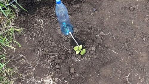 Автополив своими руками из бутылок. Процесс изготовления и установки капельного полива