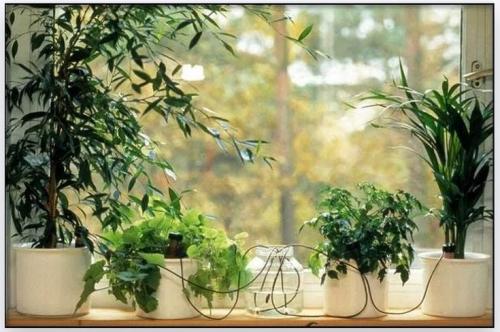 Автополив своими руками для комнатных растений. Виды автополива