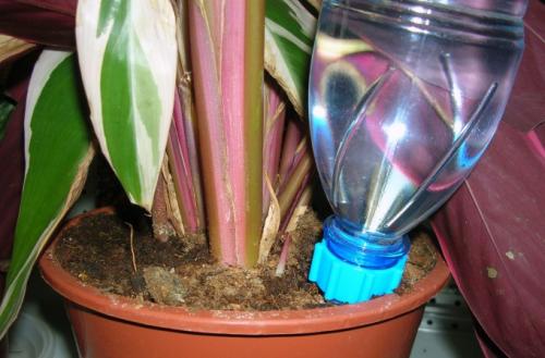 Автополив комнатных растений из бутылки. 